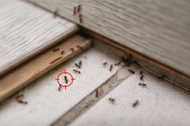 Best Pest Removal Services  in Niagara University, NY