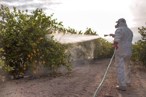 Best Ant Control Services  in Niagara University, NY