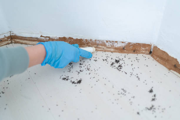 Best Termite Control Services  in Niagara University, NY